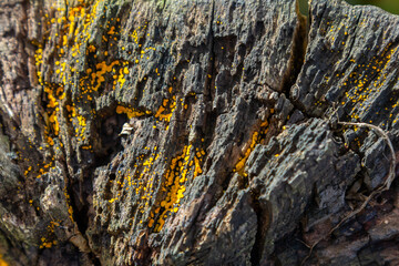 Lycogala epidendrum visible on decaying wood, highlighting its vibrant yellow sporangia in a forest...