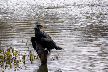 great cormorant on the lake shore