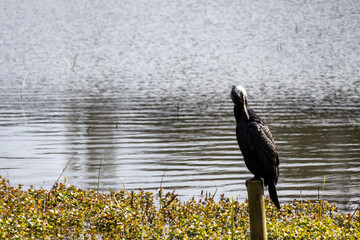 great cormorant on the lake shore