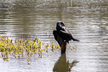 great cormorant on the lake shore