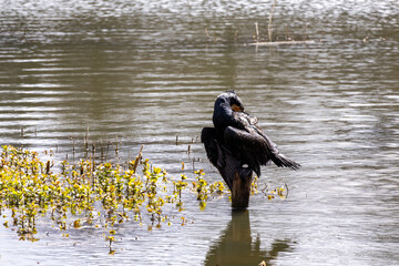 great cormorant on the lake shore