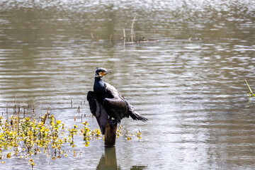 great cormorant on the lake shore