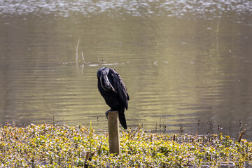 great cormorant on the lake shore