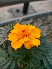 yellow flower on a green background