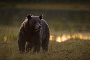 Brown bear at golden sunset light