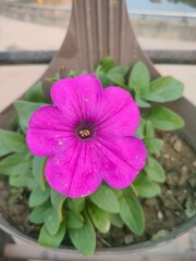pink flower in a pot