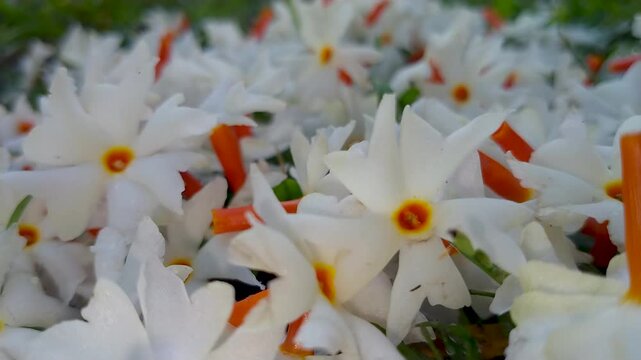 Night Jasmine Morning Flowers Cinematic video. Fallen night Jasmine flowers on the Ground with Soft Natural Light. 