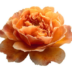 Vibrant Orange Rose in Full Bloom with Intricate Petals Close-Up