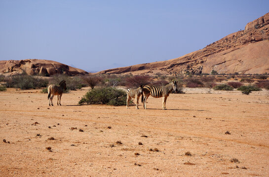 Z&egrave;bres au Spitzkoppe, Namibie
