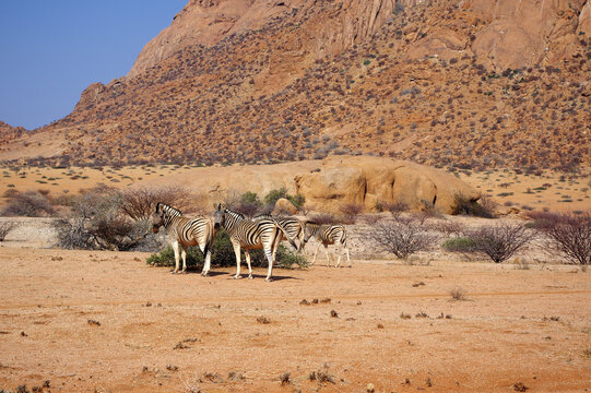 Z&egrave;bres au Spitzkoppe, Namibie
