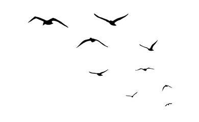 flock of birds silhouette isolated on transparent clear background png	