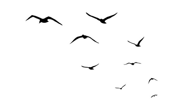 flock of birds silhouette isolated on transparent clear background png	