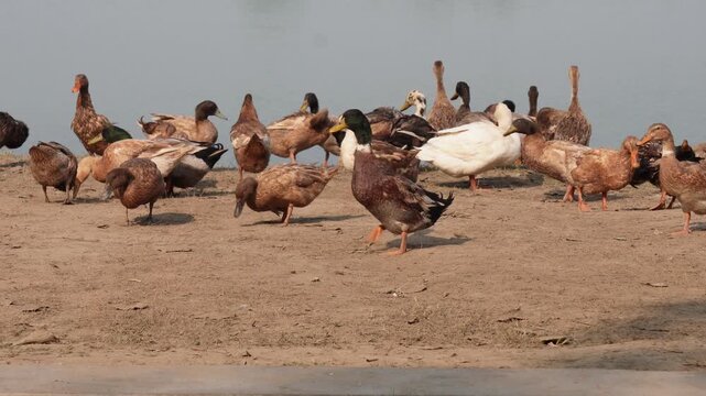 group of domestic ducks, likely Vit bau or grass ducks, on the bank of a lake