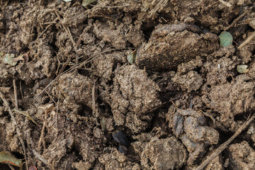 Authentic close-up photographs of manure in a garden setting. Natural textures and patterns captured at different stages. Documentary-style shots without filters or enhancements.