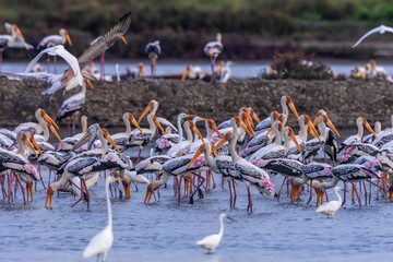 Painted storks flock together to herd small aquatic animals in salt fields along with other water birds.