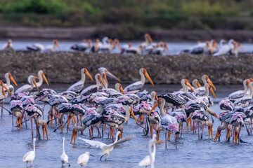 Painted storks flock together to herd small aquatic animals in salt fields along with other water birds.