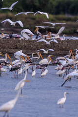 Painted storks flock together to herd small aquatic animals in salt fields along with other water birds.