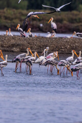 Painted storks flock together to herd small aquatic animals in salt fields along with other water birds.