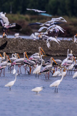 Painted storks flock together to herd small aquatic animals in salt fields along with other water birds.