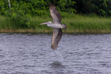 The spot-billed pelican (Pelecanus philippensis) or gray pelican is a member of the pelican family.