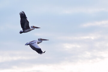 The spot-billed pelican (Pelecanus philippensis) or gray pelican is a member of the pelican family.