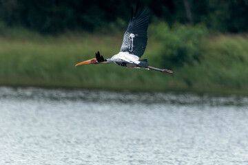 The painted stork is a large wader in the stork family