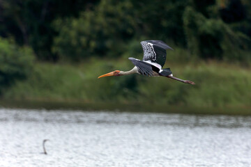 The painted stork is a large wader in the stork family