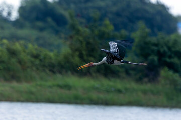 The painted stork is a large wader in the stork family