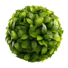 Vibrant Lush Green Leaves Forming Perfect Sphere in Nature