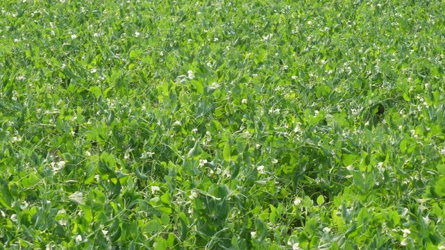 field of pea plants or Pisum sativum in bloom
