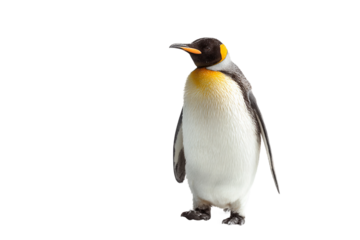Emperor penguin isolated on transparent background