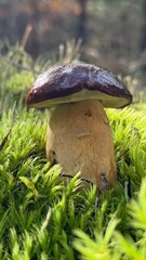Mushroom