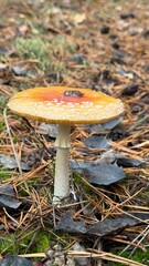 Mushroom