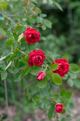 A cluster of vibrant red roses with lush green leaves in a garden setting. The flowers are in full bloom, showcasing their rich color and delicate petals.