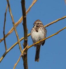 Song sparrow