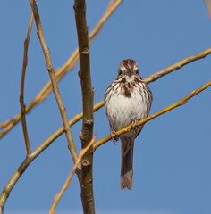 Song sparrow
