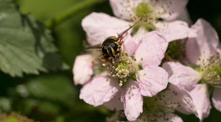 Totenkopfschwebfliege auf einer rosa Blume.