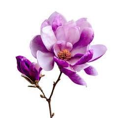 Elegant Purple Magnolia Flower Blooming on Isolated White Background
