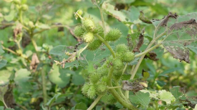 fruits of the common cocklebur plant or Xanthium strumarium plant
