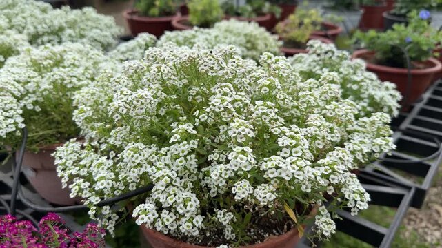 Close-up of alyssum flowers