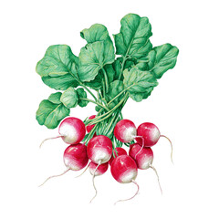 Freshly harvested radishes with vibrant green leaves, showcasing natural beauty and healthy produce