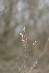 Willow twigs in early spring. Willow blossom as a symbol of spring and Easter