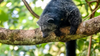 A sleepy binturong, also known as a bearcat, wakes from its slumber to reposition itself along a tree branch within its natural habitat. This adorable animal is a nocturnal mammal.