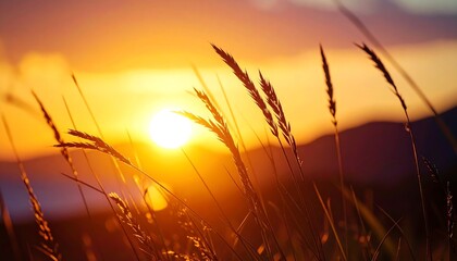 Golden sunset through tall grass