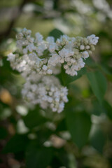 Close-up of white flowering plant with clusters of small blossoms and green leaves in a natural setting.