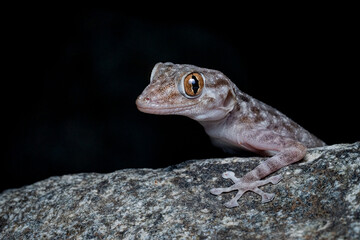fan footed gecko from UAE