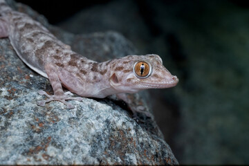 fan footed gecko from UAE