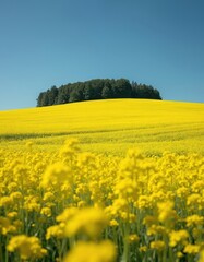 Obraz premium Panoramic photo of yellow rapeseed field under blue sky. Green trees grow on the hill. Agriculture landscape shows the beauty of nature and farming.