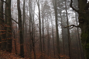 Tall Spruce and Pine Trees in Thick Fog - Low Angle View of Misty Forest Canopy with Mysterious Atmosphere Suitable for Environmental Concepts and Nature Backgrounds