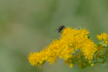 Eine schwarze Fliege sitz auf einer Goldrute.